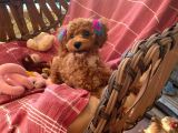 6 Aylık Dişi Çok Güzel Toy Poodle