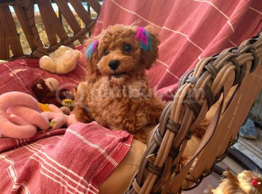 6 Aylık Dişi Çok Güzel Toy Poodle görsel