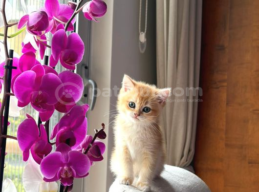Safkan British Short Hair Bebek