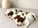 Ev Ortamında Doğmuş Cavalier King Charles Minikler Gölcük
