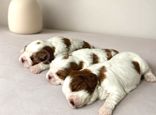 Ev Ortamında Doğmuş Cavalier King Charles Minikler Gölcük görsel