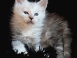 Türkiyenın en büyük maine coon kedi evinden