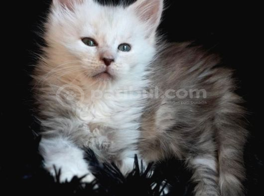 Türkiyenın en büyük maine coon kedi evinden