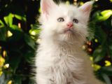 Türkiyenın En Büyük Maine Coon Kedi Evinden
