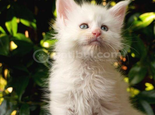 Türkiyenın En Büyük Maine Coon Kedi Evinden görsel