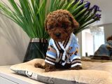 Toy Poodle Sevi̇mli̇ Yavrular Ev Üreti̇mi̇
