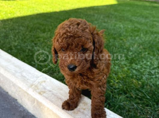 Kore Kan Toy Poodle Yavrumuz