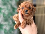 Safkan Toy Poodle Yavrumuz