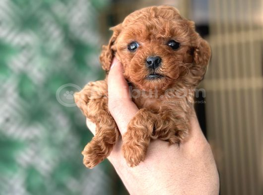 Safkan Toy Poodle Yavrumuz görsel