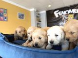 Baby Face Golden Retriewer Yavrulari Safkan Belgeli̇ Ankara