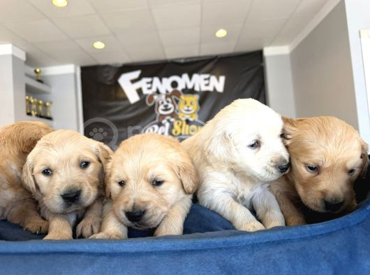 Baby Face Golden Retriewer Yavrulari Safkan Belgeli̇ Ankara görsel