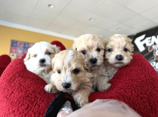 Renk Renk Orji̇nal Malti̇poo  Yavrularimiz Güncel Ankara görsel