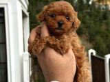 Safkan toy poodle yavrumuz