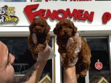 Renk Renk Orji̇nal Malti̇poo  Yavrularimiz Güncel Ankara