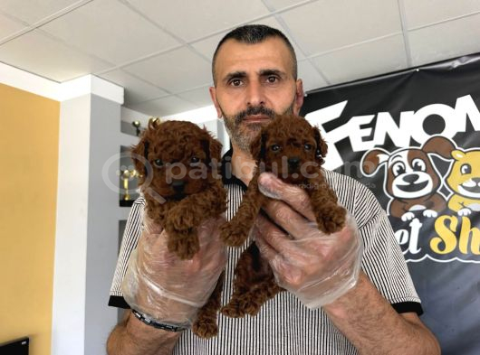 Renk Renk Orji̇nal Malti̇poo  Yavrularimiz Güncel Ankara görsel