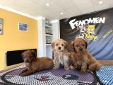 Renk Renk Orji̇nal Malti̇poo  Yavrularimiz Güncel Ankara