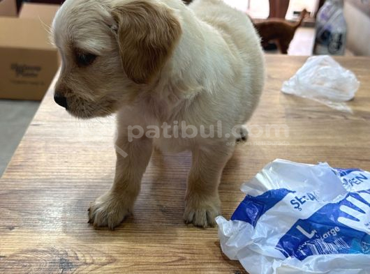 Yeni̇ Evi̇ne Gi̇tmeye Hazir Baby Face görsel