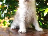 Türkiyenın En Büyük Maine Coon Kedi Evinden