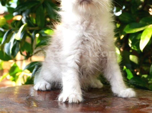 Türkiyenın En Büyük Maine Coon Kedi Evinden görsel