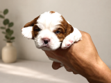 Ev Ortamında Doğmuş Cavalier King Charles Minikler Gölcük