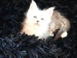 Türkiyenın En Büyük Maine Coon Kedi Evinden