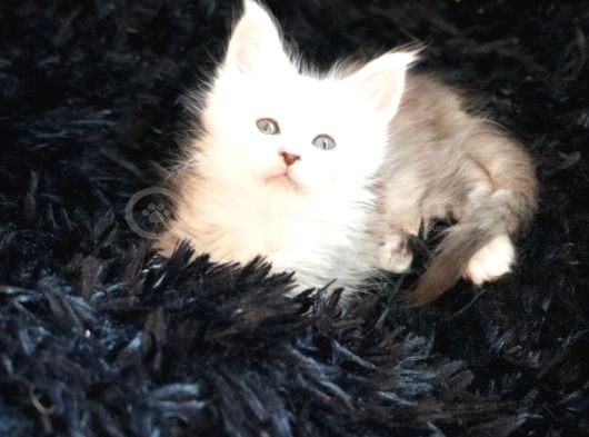 Türkiyenın En Büyük Maine Coon Kedi Evinden görsel