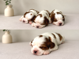 Ev Ortamında Doğmuş Cavalier King Charles Minikler Gölcük