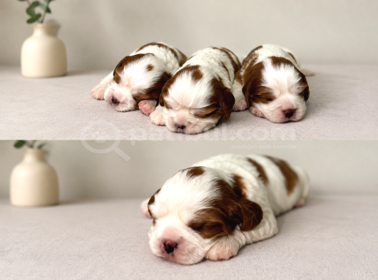 Ev Ortamında Doğmuş Cavalier King Charles Minikler Gölcük görsel