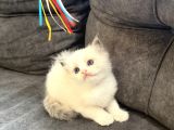 Anne Altından Safkan Ragdoll Yavru Kediler