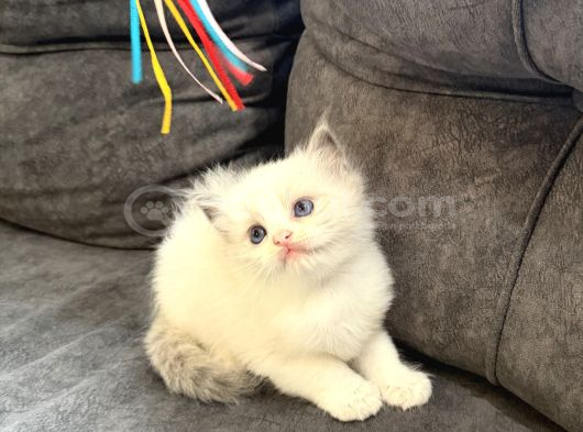 Anne Altından Safkan Ragdoll Yavru Kediler görsel