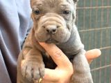 Devasa Irk Blue Cane Corso Yavrular İtalyan Aygırı