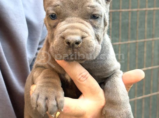 Devasa Irk Blue Cane Corso Yavrular İtalyan Aygırı görsel