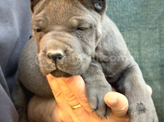 Devasa ırk blue cane Corso yavrular İtalyan aygırı