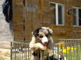 Border Collie Yavrular