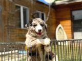 Border Collie Yavrular