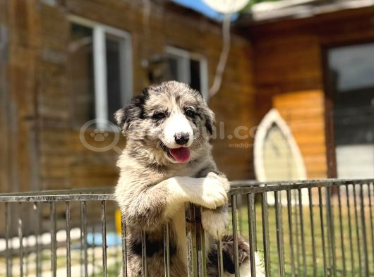 Border Collie Yavrular görsel