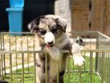 Border Collie Yavrular
