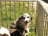 Border Collie Yavrular