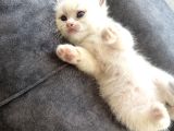 Anne Altından Safkan Ragdoll Yavru Kediler