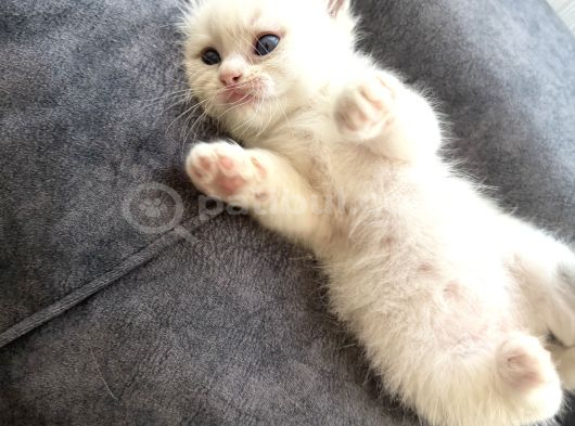 Anne Altından Safkan Ragdoll Yavru Kediler görsel