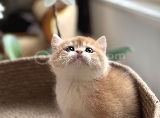 Safkan British Short Hair Bebek görsel