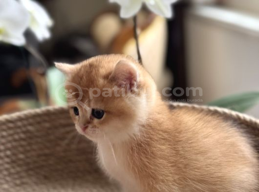 Safkan British Short Hair Bebek görsel