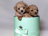 Maltipoo Sevimli Ve Oyuncu Bebekler