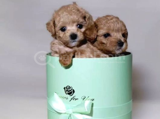 Maltipoo sevimli ve oyuncu bebekler