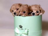 Maltipoo Sevimli Ve Oyuncu Bebekler