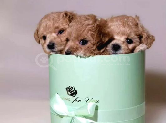 Maltipoo Sevimli Ve Oyuncu Bebekler görsel