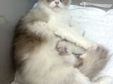 Anne Altından Safkan Ragdoll Yavru Kediler
