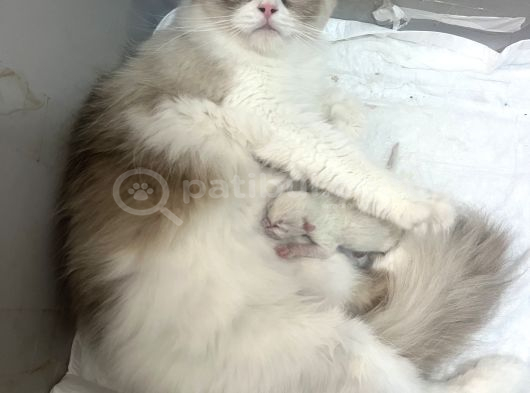 Anne Altından Safkan Ragdoll Yavru Kediler görsel
