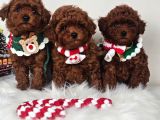 Oyuncu Zeki Tüy Dökmeyen Poodle Yavrular