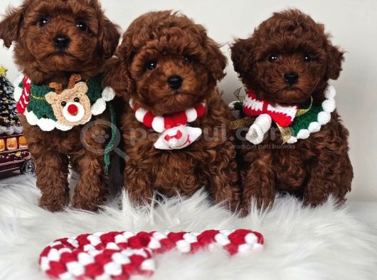 Oyuncu zeki tüy dökmeyen poodle yavrular